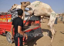 Camels provide everything in a desert. The Camel Diaries Egypt Independent