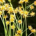 Image result for Rhynchospora holoschoenoides