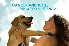 The best way to increase a dog's prognosis against metastatic cancer is to be aware of the signs and to detect it early enough that treatment can be successful. How Long Can A Dog Live With Untreated Bone Cancer Common Causes Of Dog Pain