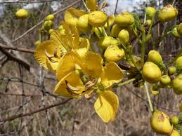Image result for Senna singueana