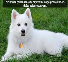 Anlamli Sozler En Guzel Kopek Ile Ilgili Anlamli Resimli Facebook