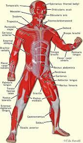 A number of our articles discuss specific muscles or groups of muscles, so you can use this as a convenient reference. Bio201 Muscle Man