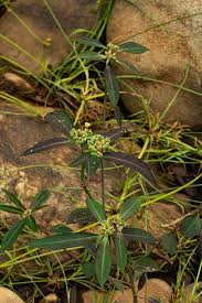 Image result for Euphorbia heterophylla