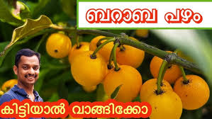 Raja Puli Fruit Plant || രാജപുളി || Channel 4U