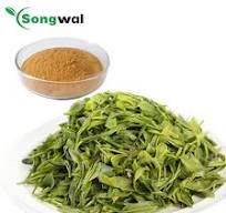 Green Tea Extract Tea Polyphenol 98% L-Theanine Epicatechin Sold