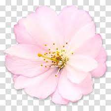 Pin On Arte De Flor De Cerezo
