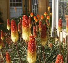 Image result for Kniphofia thomsonii