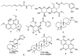 Image result for Clutia hirsuta