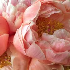Simply beautiful is located at 202 us hwy 271 s, gilmer tx 75644. 14 Florists To Follow On Instagram Design Sponge