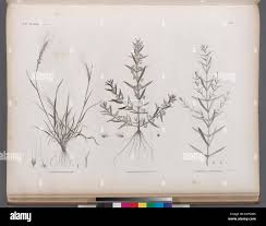 Image result for Ammannia aegyptiaca