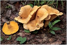 Image result for Napoleonaea angolensis