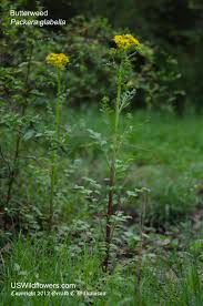 The flowers are small, yellow, and attractive. Us Wildflower Butterweed Yellowtop Cressleaf Groundsel Floodplain Ragwort Packera Glabella