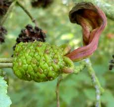 Image result for Tinnea galpinii