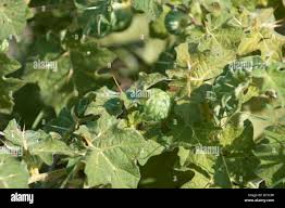 Image result for Solanum viarum