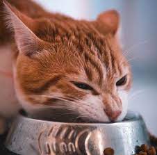 Wysong's vegan kibble is available for cats, too, and features brown rice, soybeans, potato protein, and a variety of seeds. Purchase Oldest Vegan Cat Up To 64 Off