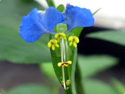 Image result for Commelina