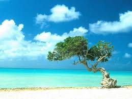 Aruba si conferma una destinazione in forte crescita per i turisti italiani: Rent Holiday World Le Isole Piu Belle Al Mondo Isole Dei Caraibi Aruba Caraibico