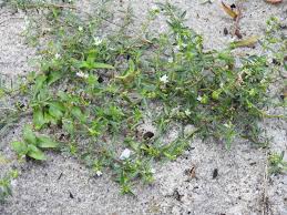 Image result for Oldenlandia corymbosa