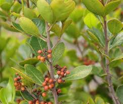 Image result for Searsia lucida