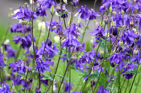 14 Unexpected Flowers To Plant This Spring Architectural Digest