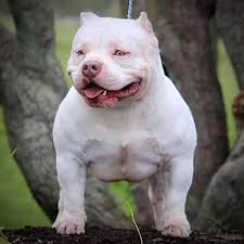 The Flashy Tri Color American Bully Puppies Of Venomline Bully Breeds Dogs American Bully Bully Dog