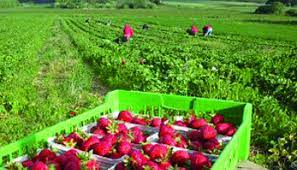 Locuri de munca in spania 2018. Sute De Locuri De MuncÄ SezonierÄ In AgriculturÄ In Spania 2018 Vezi Ce Salariu Se ObÈine