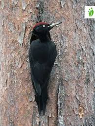 #black woodpecker #ayyy my pictures #birb #what do they have to yell about. Black Woodpecker Dryocopus Martius Birds Naturegate
