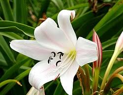 Image result for Crinum macowanii
