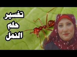 تفسير رؤية النمل في المنام للمرأة وللعزباء وللمتزوجة وللحامل وللرجل Youtube