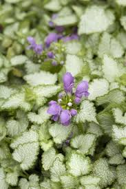 Maybe you would like to learn more about one of these? Orchid Frost Spotted Dead Nettle