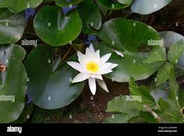 Image result for Nymphaea maculata