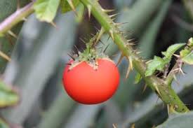Image result for Solanum capsicoides