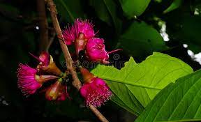 114 Jamaican Apple Photos Free Royalty Free Stock Photos From Dreamstime