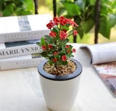 These are recommendation lists which contains crown of thorns. Crown Of Thorns Plant Care Growing Crown Of Thorns Balcony Garden Web