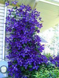 Will grow in sun to light shade with best flowering in full sun. Clematis Vine Clematis Plants Flowers Perennials Climbing Clematis