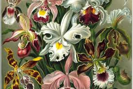 Image result for Aeranthes africana