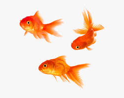 gold fish png goldfish png transparent png kindpng gold fish png goldfish png