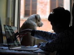 Below are united states holidays for the calendar year 2020. Pets Helped Us Cope During Coronavirus Pandemic Say Uae Residents Uae Gulf News