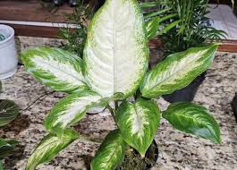 Tennessee, USA. What could this Cutting be?