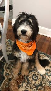 The current median price of german shepherds in ohio is $725.00. Lost Dog Deer Park Female Bernedoodle Bernese Mountain Dog Poodle Mix Black Brown Tan White Fur Less Than 1 Yr Old Missing As Of 9pm 11 24 Cincinnati