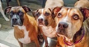 We seek to help potential adopters form new bonds that bring the joy and comfort of our adoption program is designed to be welcoming, nonjudgmental, and free of lengthy applications. Tru Rescue They Rescue Us Inc