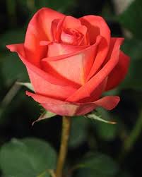 You simply can't be concluded that a particular rose is the. Pin On Gol