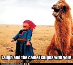 Alice doesn't listen to bob because she literally has her head stuck in a bowl of sand. I Can Has Cheezburger Camel Page 2 Funny Animals Online Cheezburger