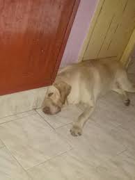 Find realiable and safe caretaker services at home with alserv, the best elder & geriatric care in chennai. Doggy Daycare In Chennai With Best Prices On Petbacker