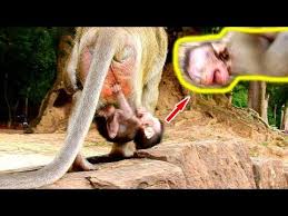 Extremely Hurt Poor Baby Monkey Charlee Was Terrified By Kidnapper Tara Youtube