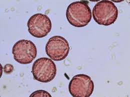 Image result for Pentarhopalopilia umbellulata