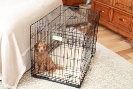 Kitchen equipment australian labradoodle rescue. Bringing Home My Mini Australian Labradoodle Puppy What Do I Need To Know Sweet Carolina Labradoodles