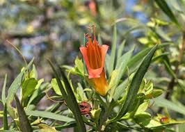 Image result for Oldfieldia