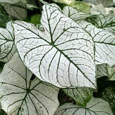 Check spelling or type a new query. Caladium White Christmas Spring Flower Bulbs Eden Brothers