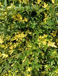 Image result for Jasminum nudiflorum